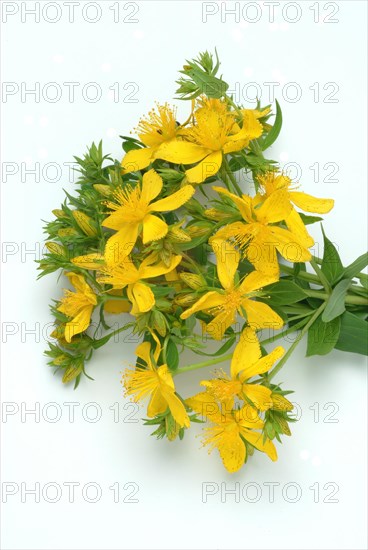 Medicinal plant St. John's wort