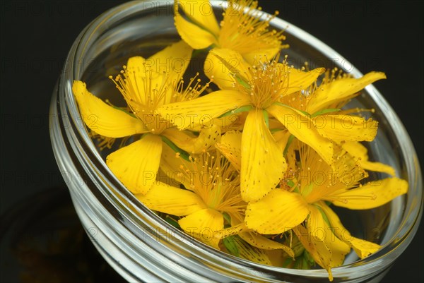 Medicinal plant St. John's wort