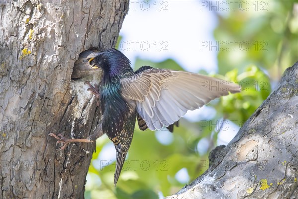 Common starling