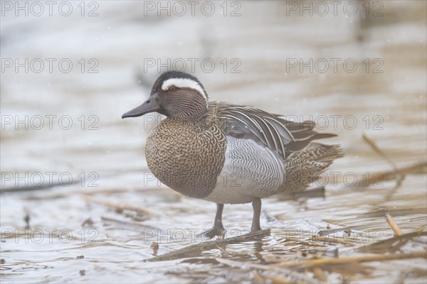 Garganey