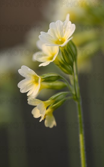 True oxlip