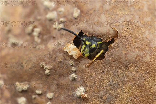 Common wasp