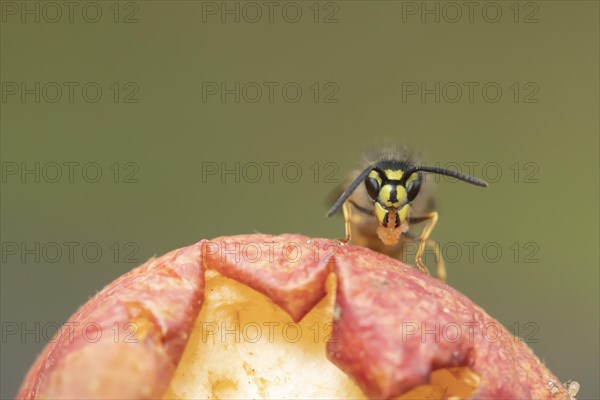 Common wasp