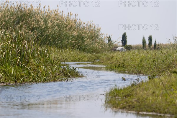 Common reed