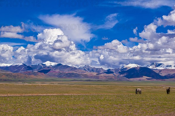 Snow covered mountains and wild horses along the road from Ali to Gerze