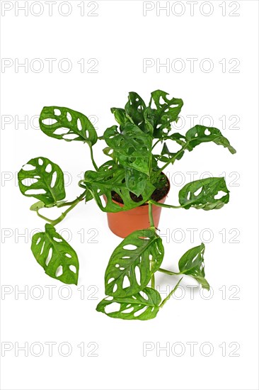 Full tropical Monstera Adansonii or Monstera Monkey Mask vine houseplant in flower pot on white background