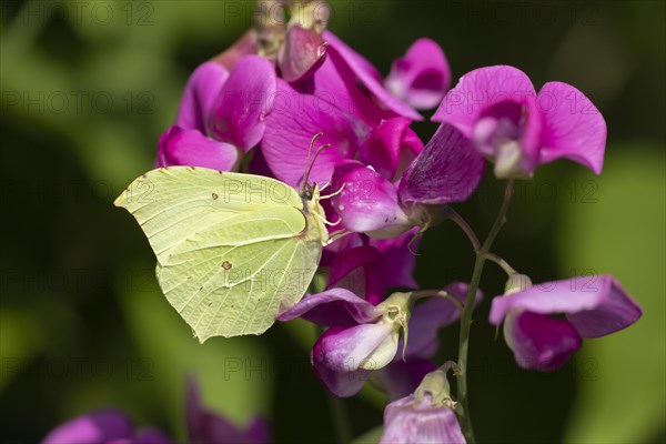 Common brimstone