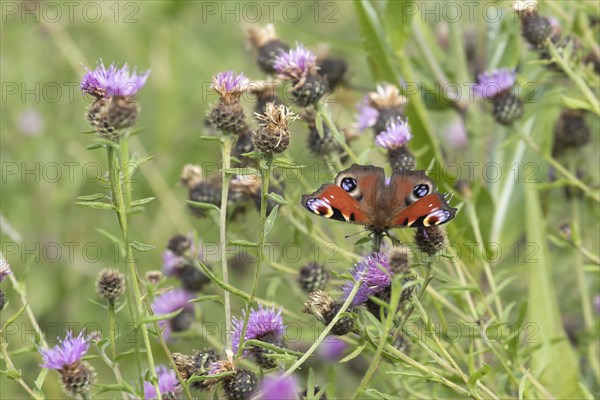 Peacock butterfly