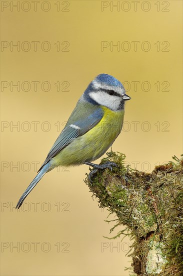 Blue tit