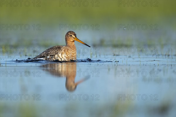 Black-tailed Godwit