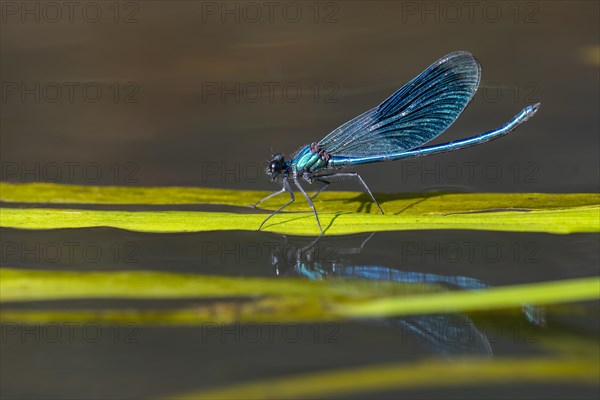 Banded demoiselle