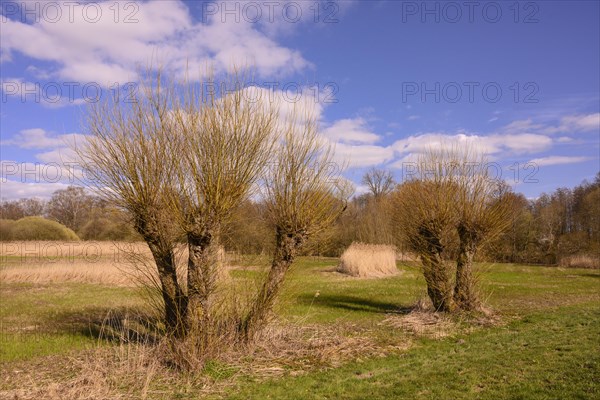 Pollarded willows on the shore of Lake Duemmer