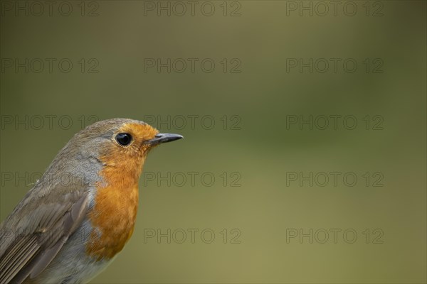 European robin