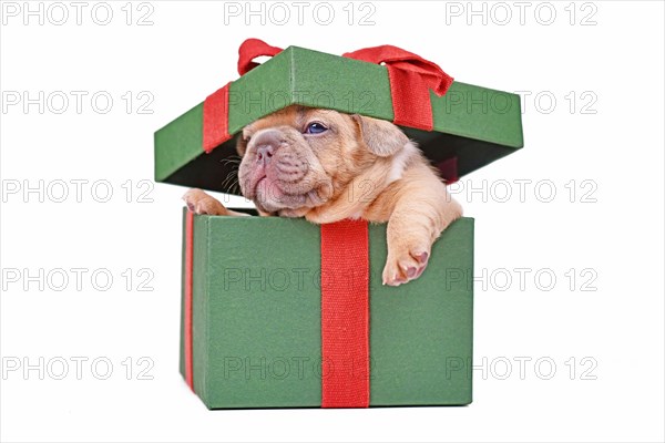 French Bulldog puppy peaking out of green Christmas gift box on white background