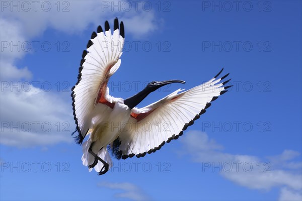 African Sacred Ibis