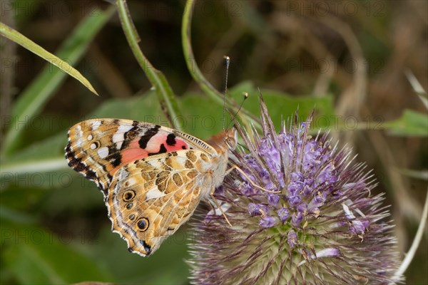 Thistle butterfly butterfly with closed wings sitting on violet flower sucking right seeing