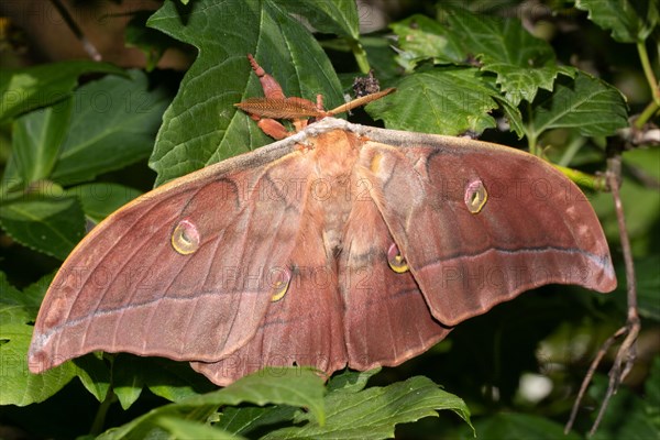 Japanese oak silk moth moth with open wings hanging on green leaves from behind