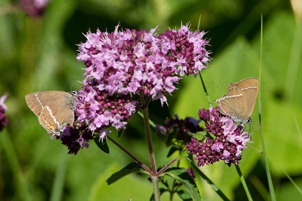 Buckthorn fritillary two moths with closed wings sitting on purple flowers sucking seeing right