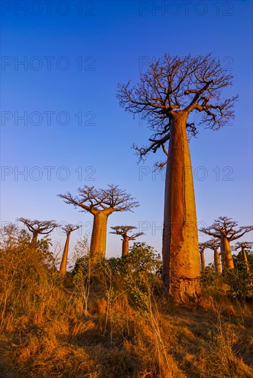 Avenue de Baobabs at sunset near Morondavia