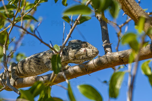 Madagascar giant chameleon