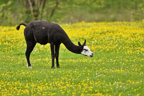 Alpaca