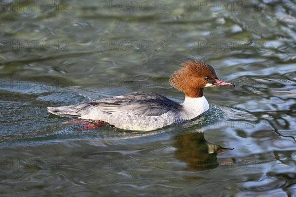 Common merganser