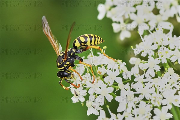 Field wasp