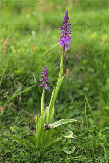 Early purple orchid