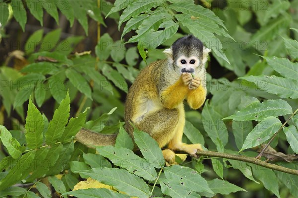 Black-capped squirrel monkey