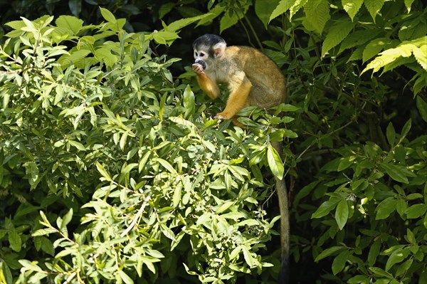 Black-capped squirrel monkey