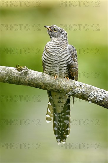 Common cuckoo