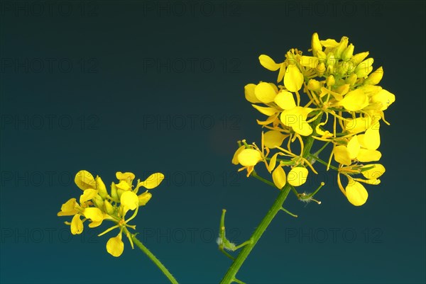 Medicinal plant White mustard