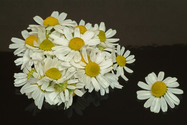 Medicinal plant Chamomile