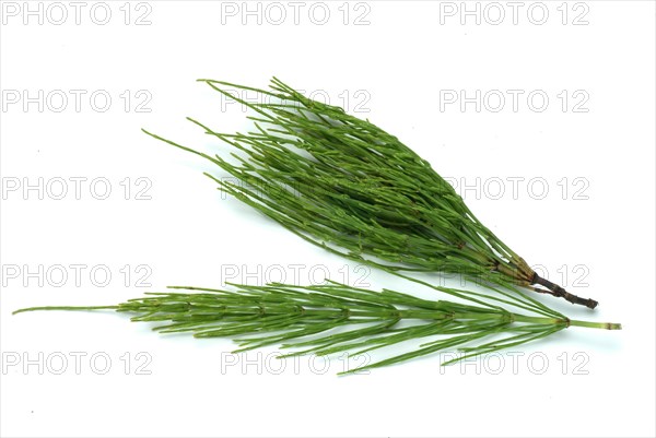 Field horsetail