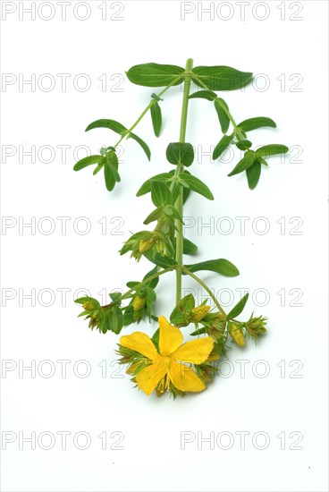 Medicinal plant St. John's wort