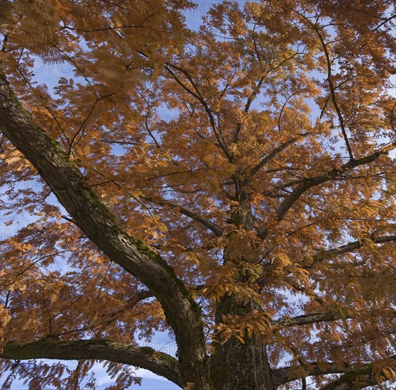 Autumn colouring of a locusts