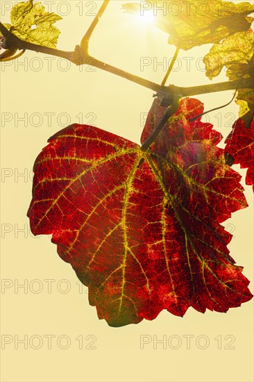 Close-up of an autumnal red leaf against the sunlight