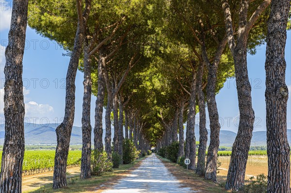 Avenue of pine trees