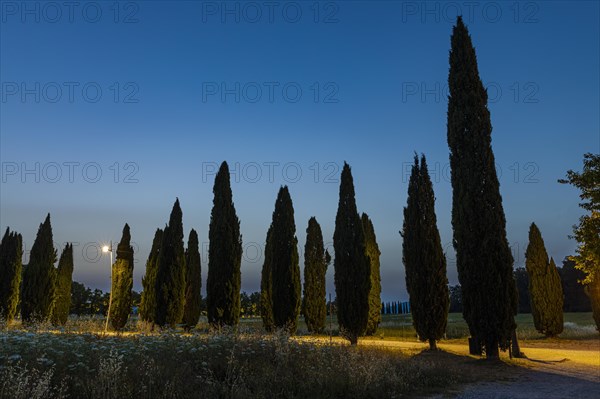 Avenue of cypresses in front of the ruined church of San Galgano Abbey