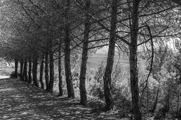 A row of dead pine trees in the grounds of the former ore mine