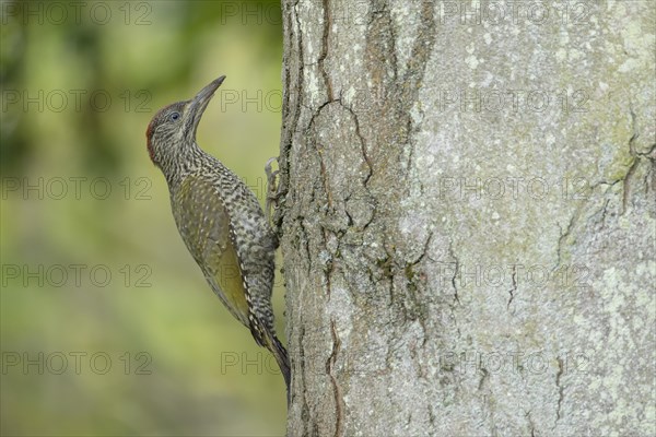 Green woodpecker