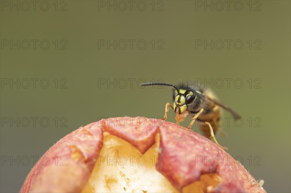 Common wasp