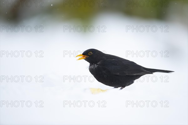 European blackbird