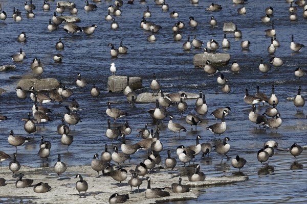 Canada geese in river