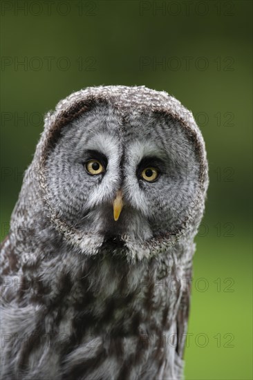 Great grey owl