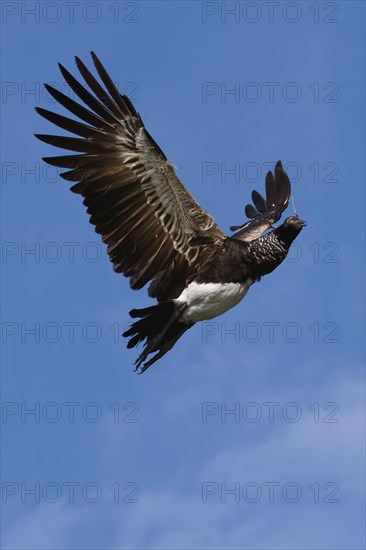 Flying Horned Screamer