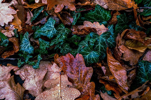 Ivy on the forest floor above an oak leaf covered with water drops and other foliage