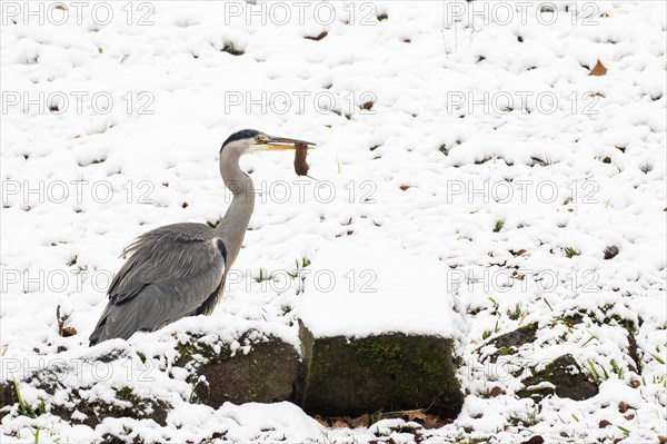 Grey heron