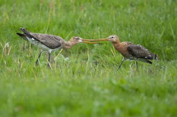 Black-tailed Godwit