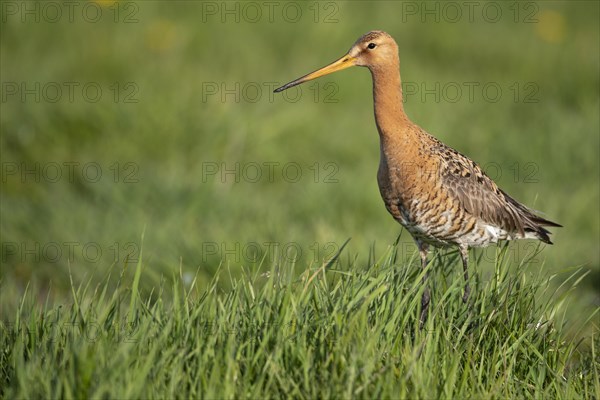 Black-tailed Godwit